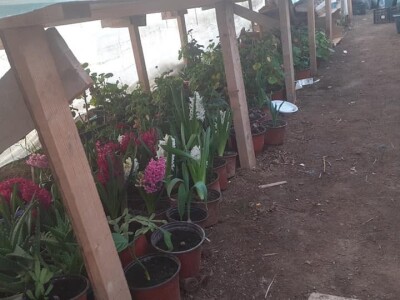 Bez zagrijavanja plastenika nemoguće je proizvesti kvalitetnu rasadu