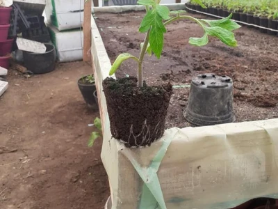 Bez zagrijavanja plastenika nemoguće je proizvesti kvalitetnu rasadu