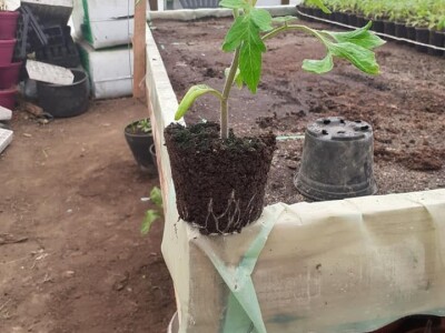 Bez zagrijavanja plastenika nemoguće je proizvesti kvalitetnu rasadu