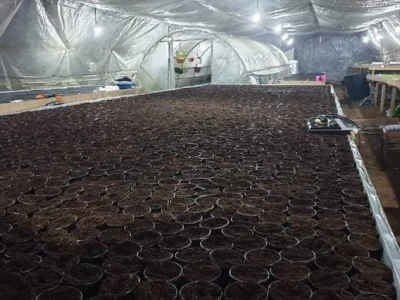 Bez zagrijavanja plastenika nemoguće je proizvesti kvalitetnu rasadu