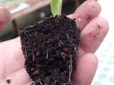 Bez zagrijavanja plastenika nemoguće je proizvesti kvalitetnu rasadu