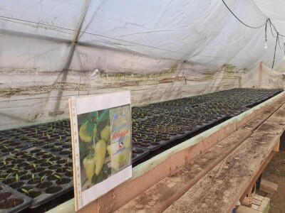 Bez zagrijavanja plastenika nemoguće je proizvesti kvalitetnu rasadu