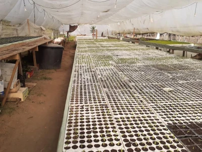 Bez zagrijavanja plastenika nemoguće je proizvesti kvalitetnu rasadu