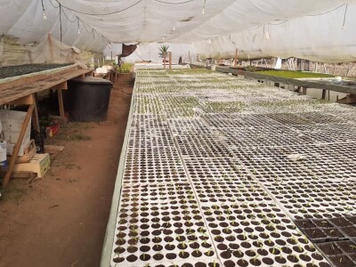 Bez zagrijavanja plastenika nemoguće je proizvesti kvalitetnu rasadu