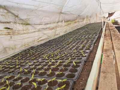 Bez zagrijavanja plastenika nemoguće je proizvesti kvalitetnu rasadu
