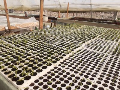 Bez zagrijavanja plastenika nemoguće je proizvesti kvalitetnu rasadu