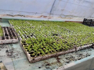 Bez zagrijavanja plastenika nemoguće je proizvesti kvalitetnu rasadu