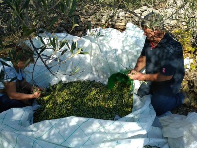 OPG Roguljić u Kučinama proizvodi med i pčelinje proizvode, soparnik, maslinovo ulje i suhe smokve te uzgaja buše