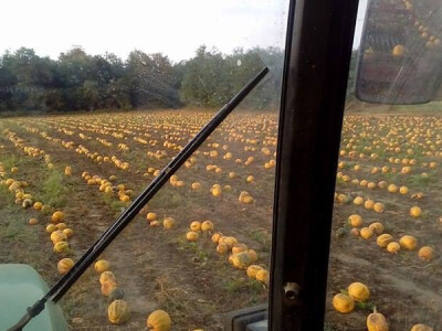 Pogled iz traktora tijekom berbe Pogled iz traktora tijekom berbe