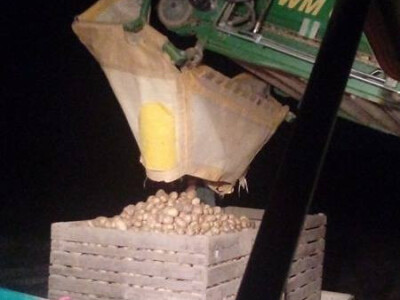 Detalj s vađenja krumpira