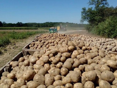 Uzgajaju sorte za proizvodnju čipsa