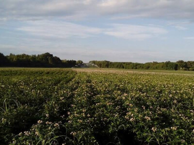 Sadi se u prvoj polovici travnja