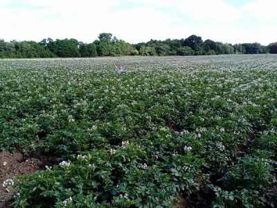 Vegetacija krumpira traje od 90 do 120 dana