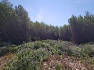 BIBINJE - Protiv podizanja najvećeg ekloškog  nasada rogača u Republici Hrvatskoj