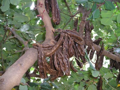 BIBINJE - Protiv podizanja najvećeg ekloškog  nasada rogača u Republici Hrvatskoj