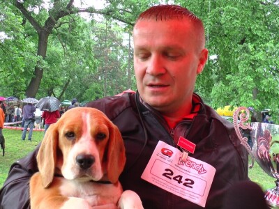 Biglovi šampionskog porekla traženi na tri kontinenta