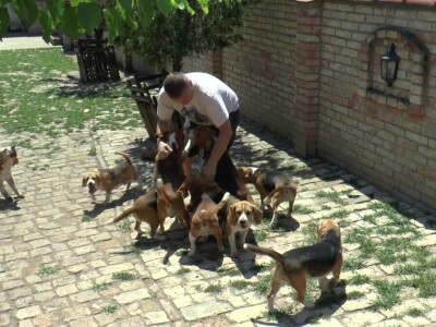 Biglovi šampionskog porekla traženi na tri kontinenta