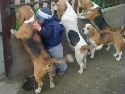 Biglovi šampionskog porekla traženi na tri kontinenta