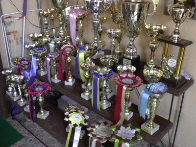 Biglovi šampionskog porekla traženi na tri kontinenta