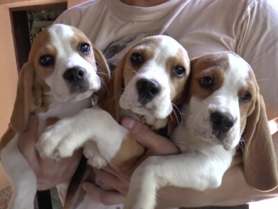 Biglovi šampionskog porekla traženi na tri kontinenta