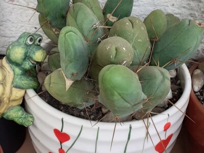 BiH kaktusi i sukulenti