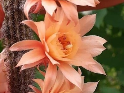 BiH kaktusi i sukulenti