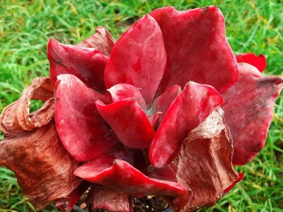 BiH kaktusi i sukulenti