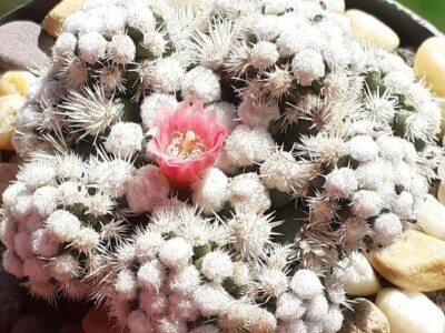 BiH kaktusi i sukulenti