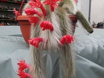 BiH kaktusi i sukulenti