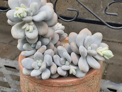 BiH kaktusi i sukulenti