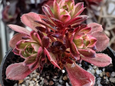 BiH kaktusi i sukulenti