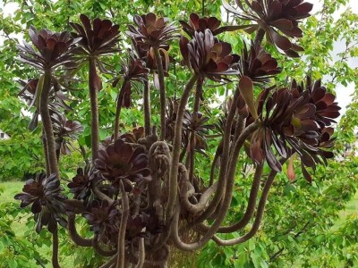 BiH kaktusi i sukulenti