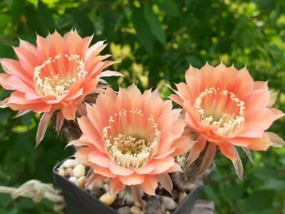 BiH kaktusi i sukulenti