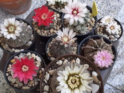 BiH kaktusi i sukulenti