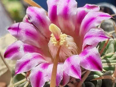 BiH kaktusi i sukulenti