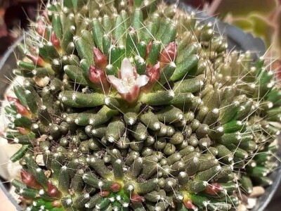 BiH kaktusi i sukulenti