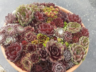 BiH kaktusi i sukulenti