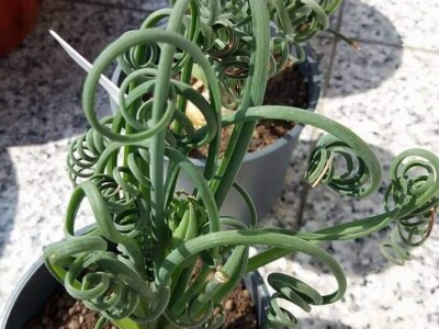 BiH kaktusi i sukulenti