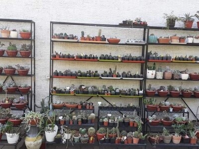 BiH kaktusi i sukulenti