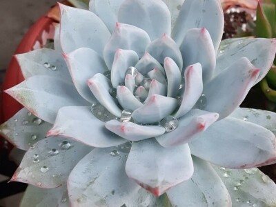 BiH kaktusi i sukulenti