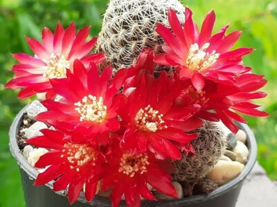 BiH kaktusi i sukulenti