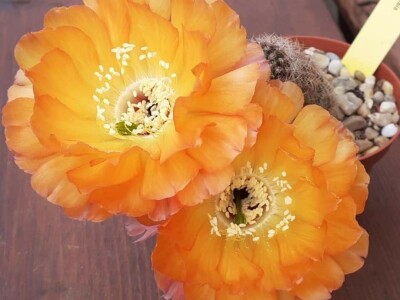 BiH kaktusi i sukulenti