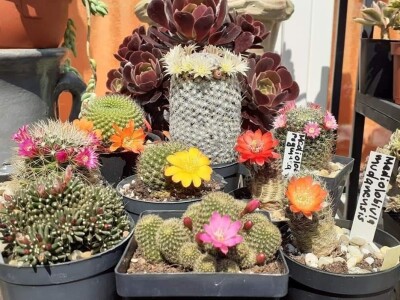 BiH kaktusi i sukulenti