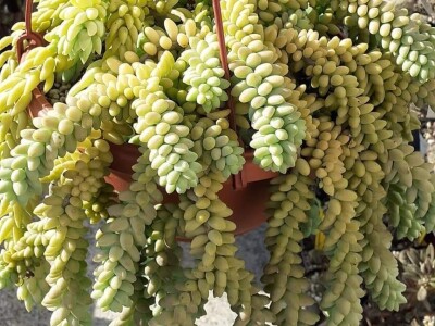 BiH kaktusi i sukulenti