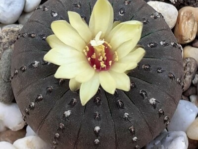 BiH kaktusi i sukulenti