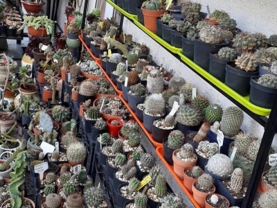 BiH kaktusi i sukulenti