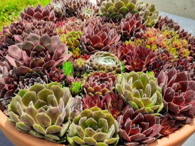 BiH kaktusi i sukulenti