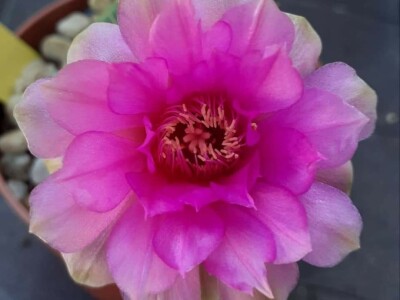 BiH kaktusi i sukulenti