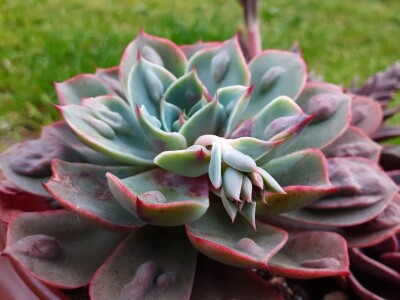 BiH kaktusi i sukulenti