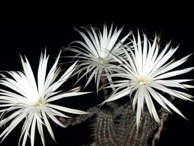 BiH kaktusi i sukulenti